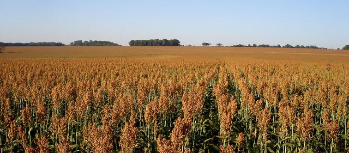 Sorgo_-_Crdito_-_Flvio_Dessaune