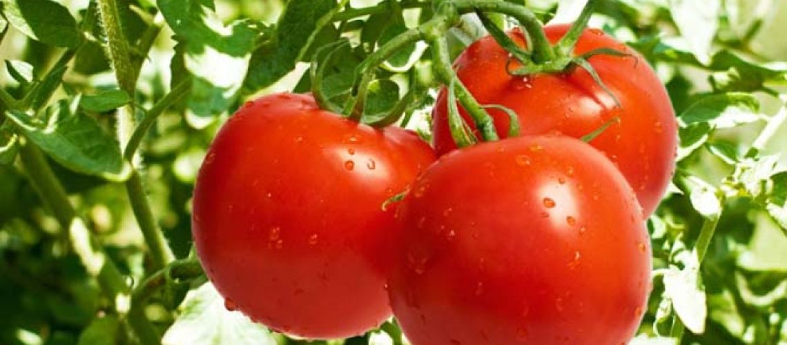 TOMATE