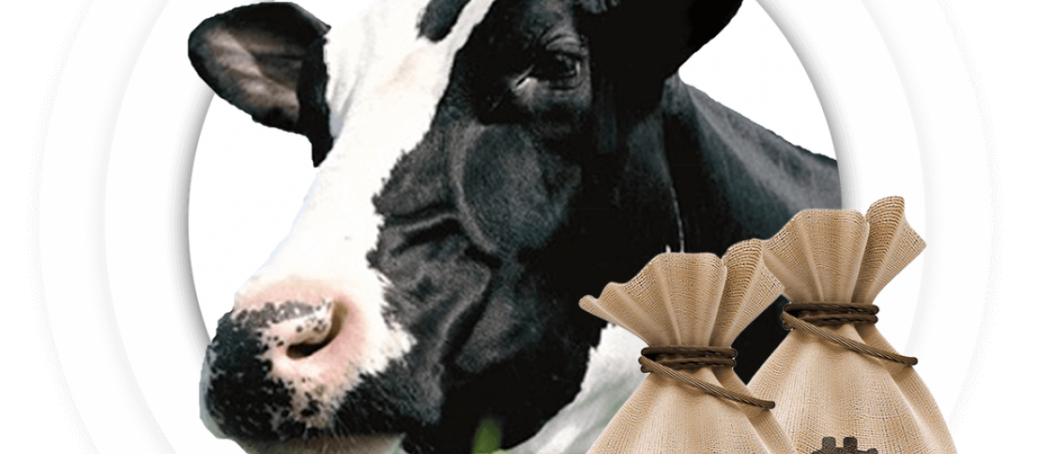 Vaca-1024x1013