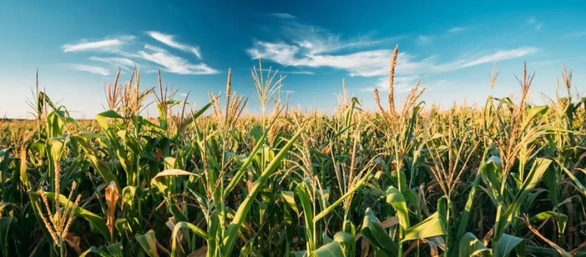 WhatsApp-Image-2020-04-07-at-18.06.44-3-1024x682-1