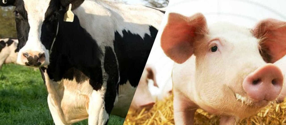 abate-de-bovinos-e-suinos-em-2022