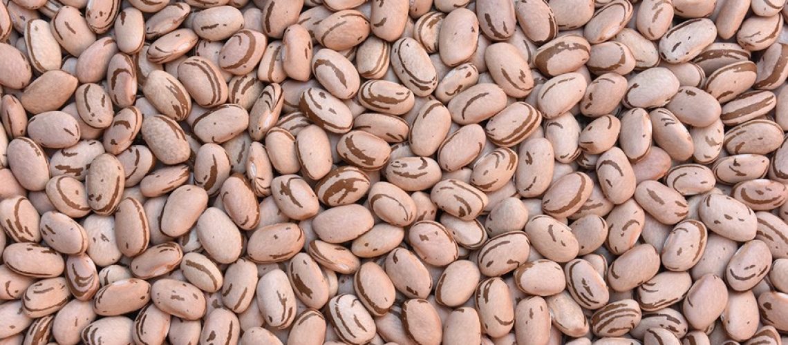 acfeijao_pre_prod_cultivares_carica_fig 23_fc409