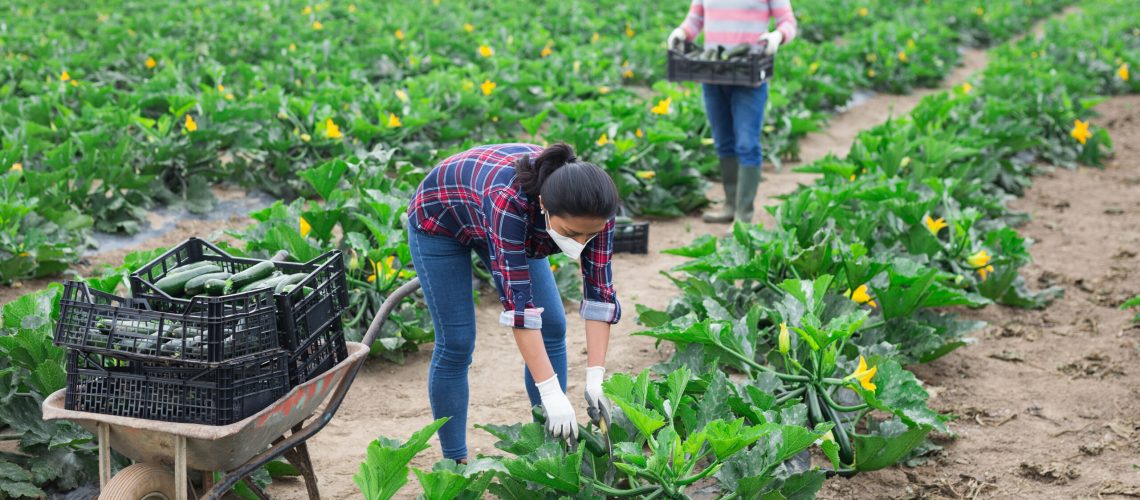 Multinational group of people in disposable medical masks working on farm field on spring day, picking organic green courgettes. Concept of health protection during coronavirus pandemic