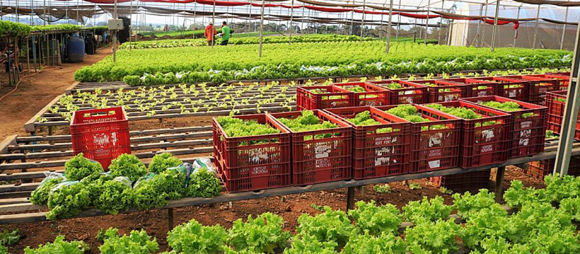 São Paulo SP 19 04 2020-Com o objetivo de contribuir para o abastecimento de mercados e atacadistas em decorrência da pandemia do novo coronavírus, causador da doença COVID-19, a Fundação Instituto de Terras do Estado de São Paulo (Itesp) prioriza o trabalho essencial de Assistência Técnica e Extensão Rural (ATER) dos assentamentos estaduais e comunidades quilombolas.foto Fundação Itesp