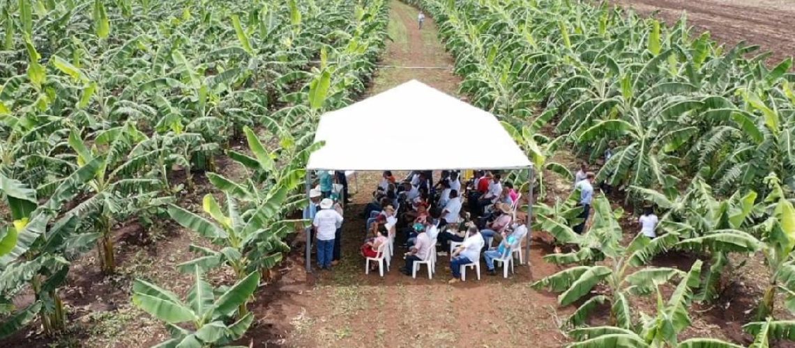 agricultura