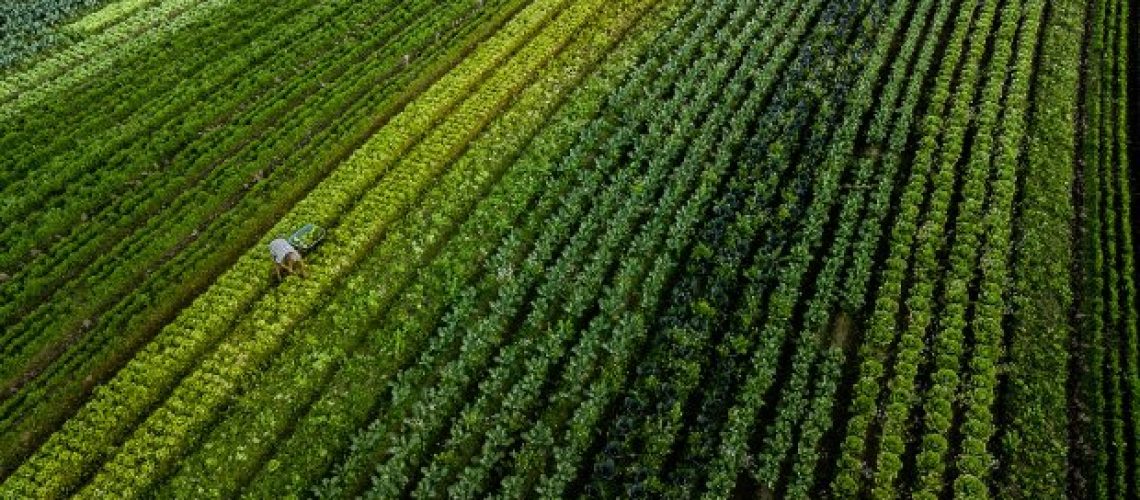agricultura_20200809_1015535703