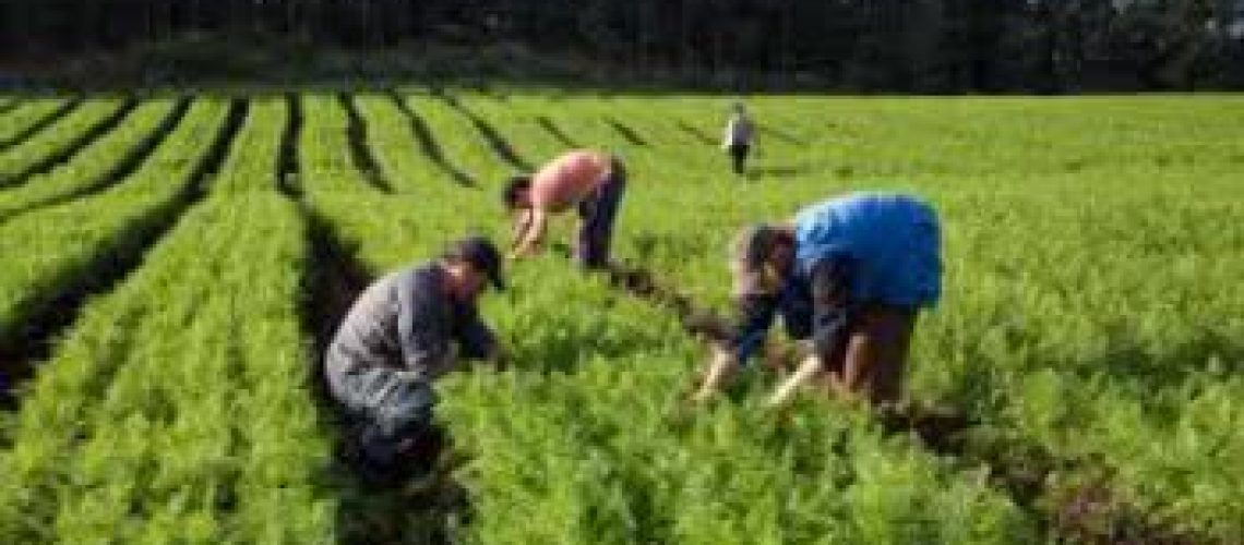 agricultura_familiar_2
