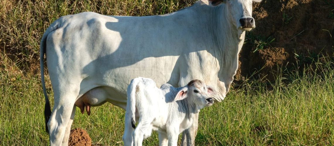 agro_vaca_nelore-com-cria_2fev23_Leonidas-Santana_Guettyimages