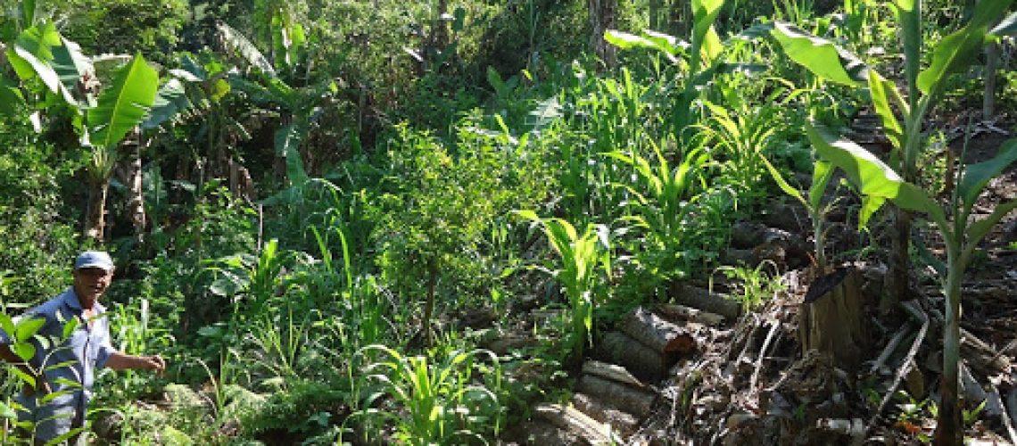 agroflorestal