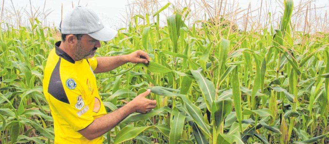 agronordeste
