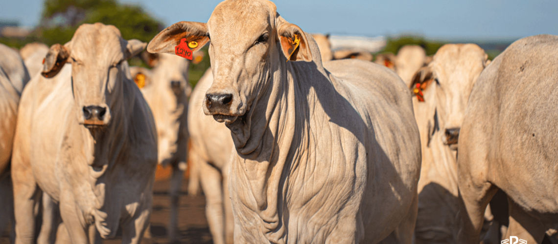 alta-na-exportacao-de-carne-bovina-capa