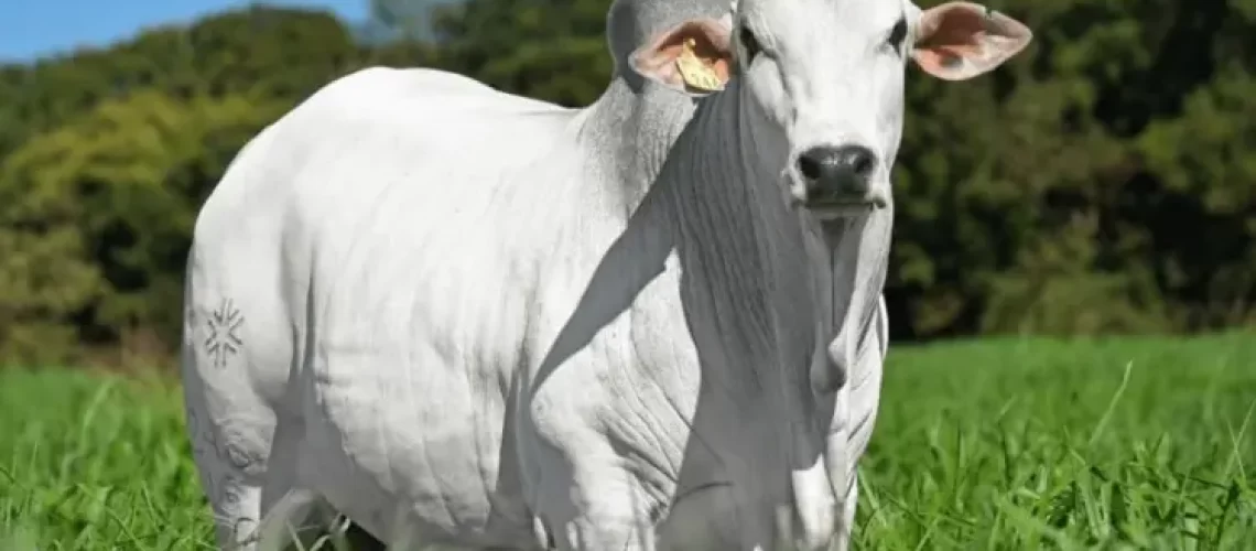 amp-portaldbo-agropontieri1-750x430