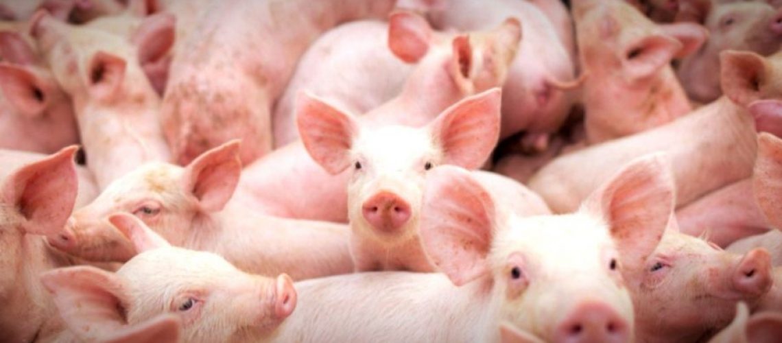 amp-suinos-pork-agro