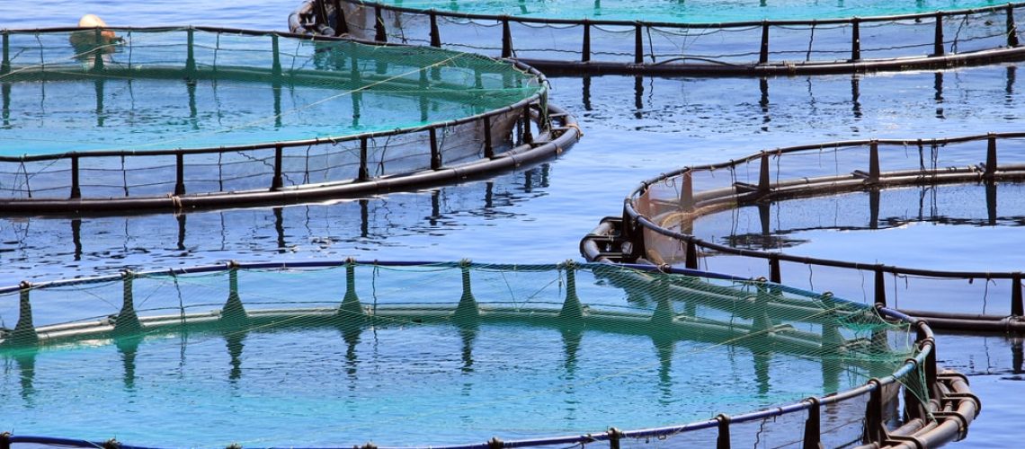 aquicultura-dicas-para-melhorar-a-producao-e-o-balanceamento-quimico