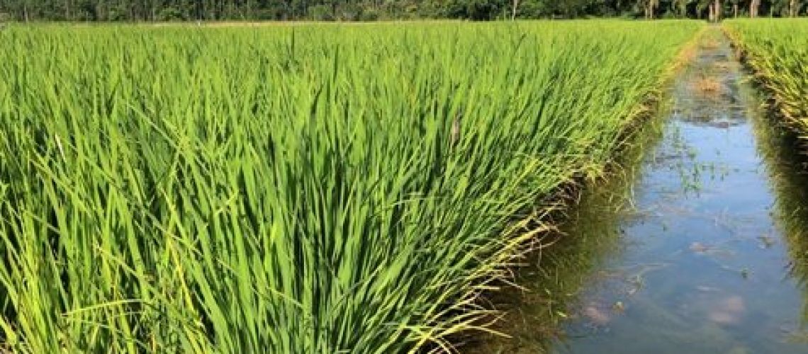 arroz-lavoura-site-e1588766587261