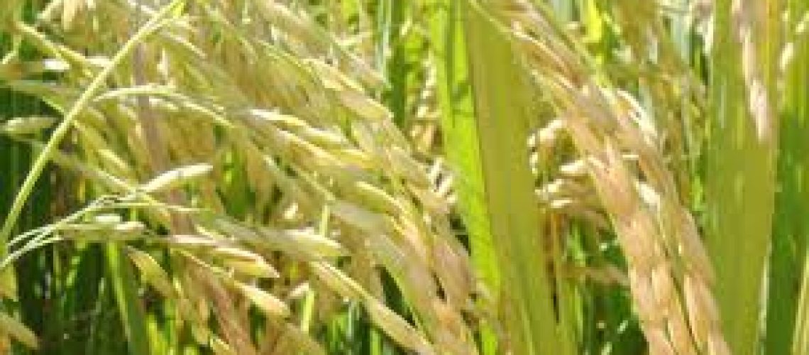 arroz