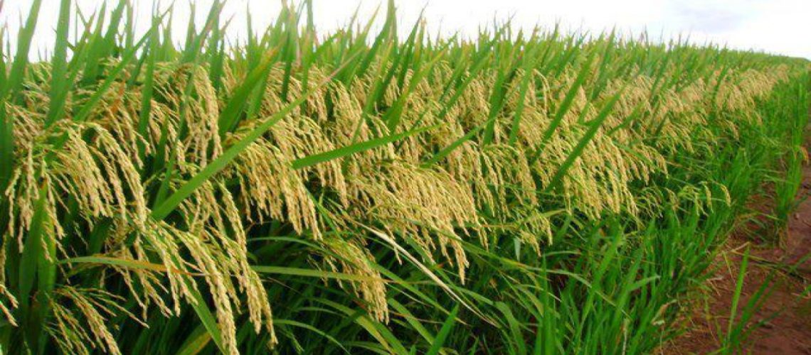 arroz