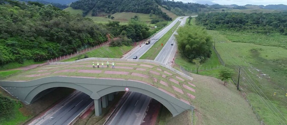 Viaduto para micos-leões