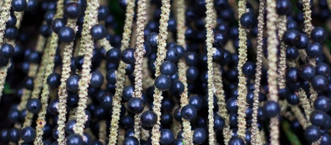 açai