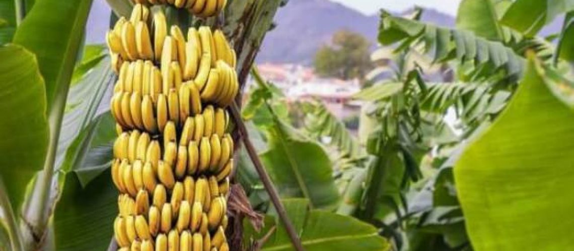 bananeira1