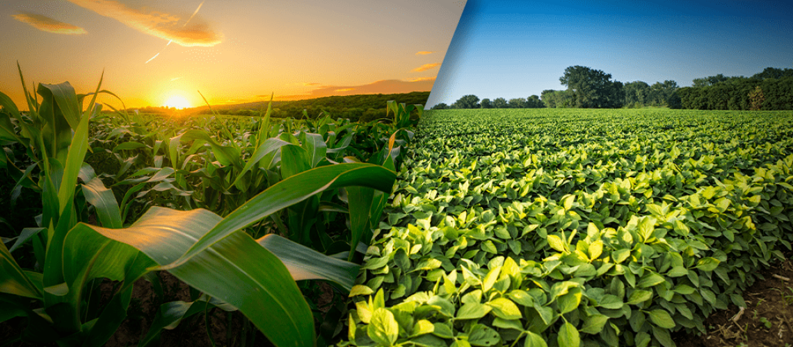 banner_nk_milho-e-soja_1110x453-2