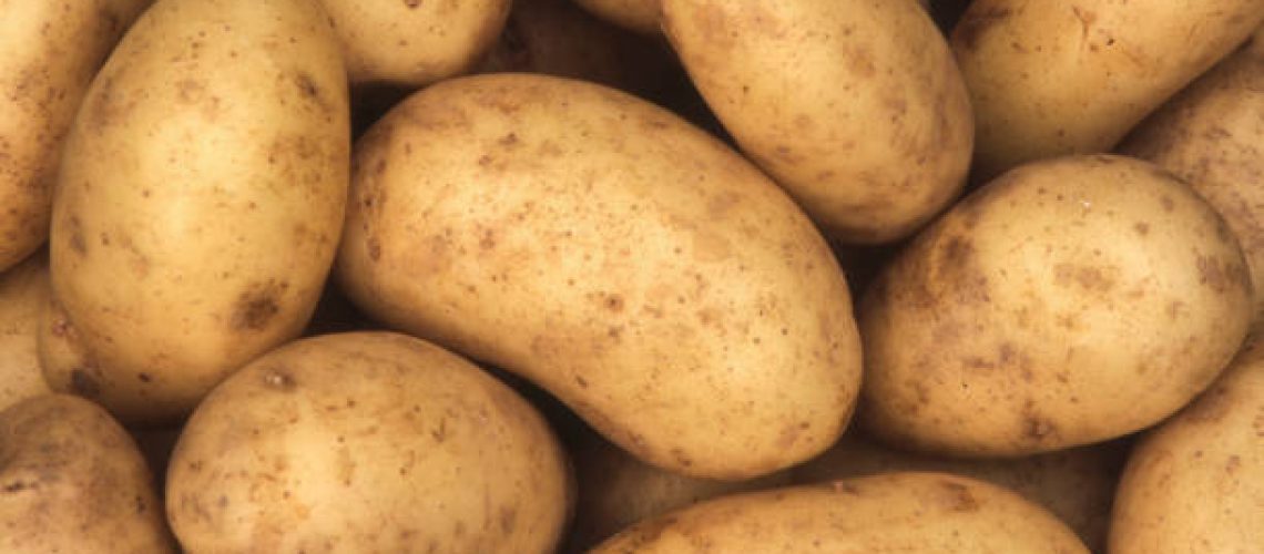 Charlotte potatoes background which are a popular early variety potato