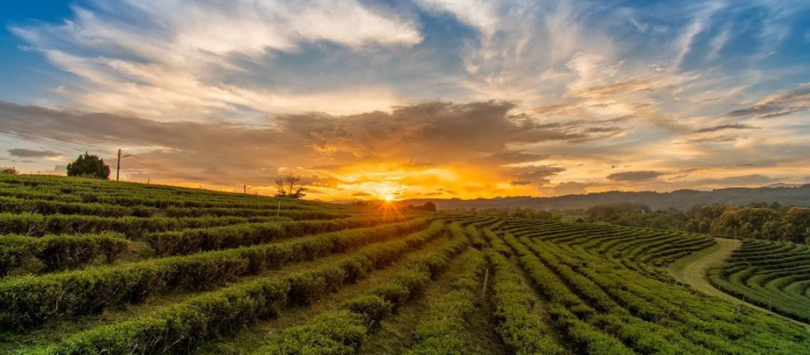 beautiful-sunsets-chui-fong-tea-plantation-chiang-rai-thailand-1024x683 (1)