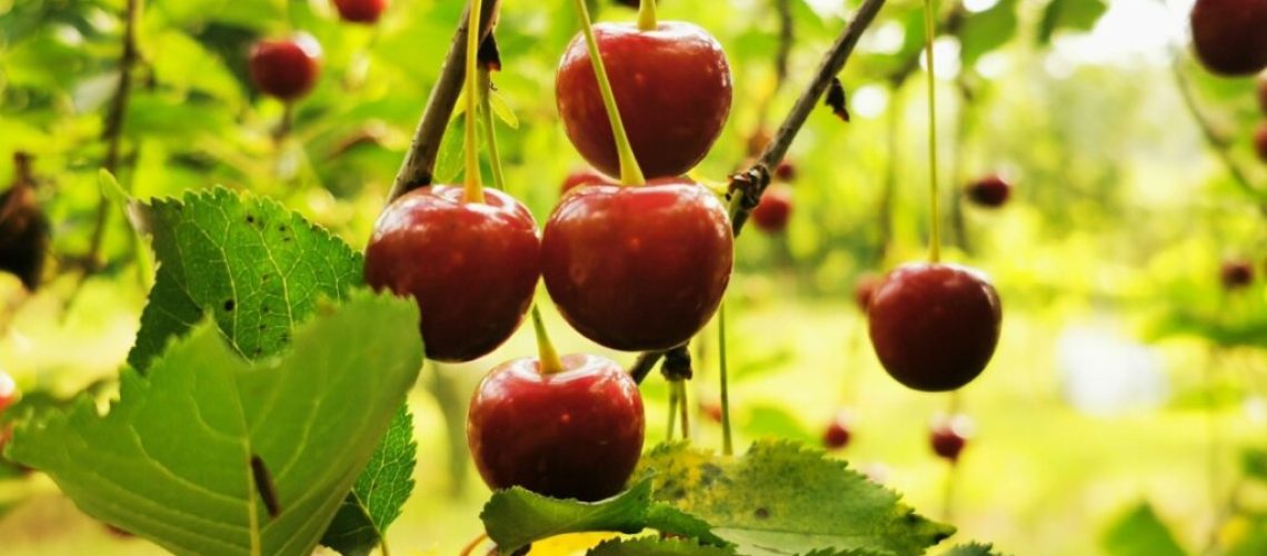 beneficios-da-cereja-1024x683