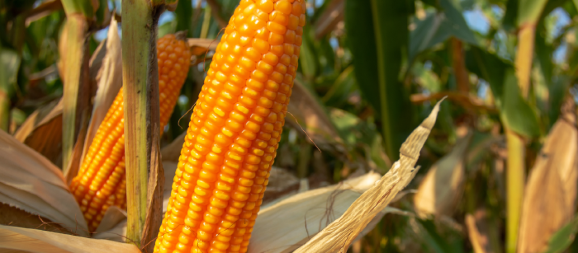 [blog] O Cultivo do Milho – Parte 1 (2)