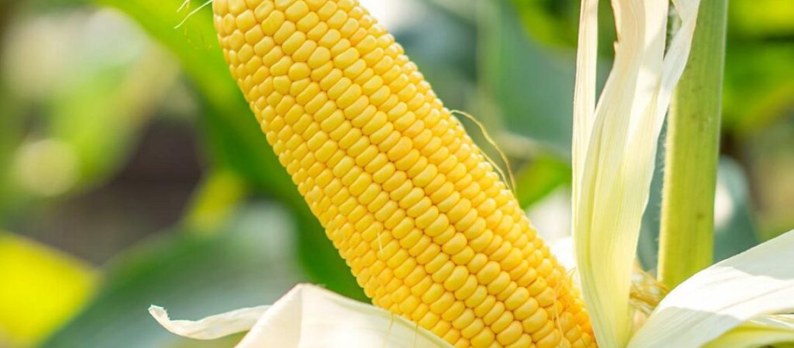 blog_tdc_milhosafrinha-1024x1024