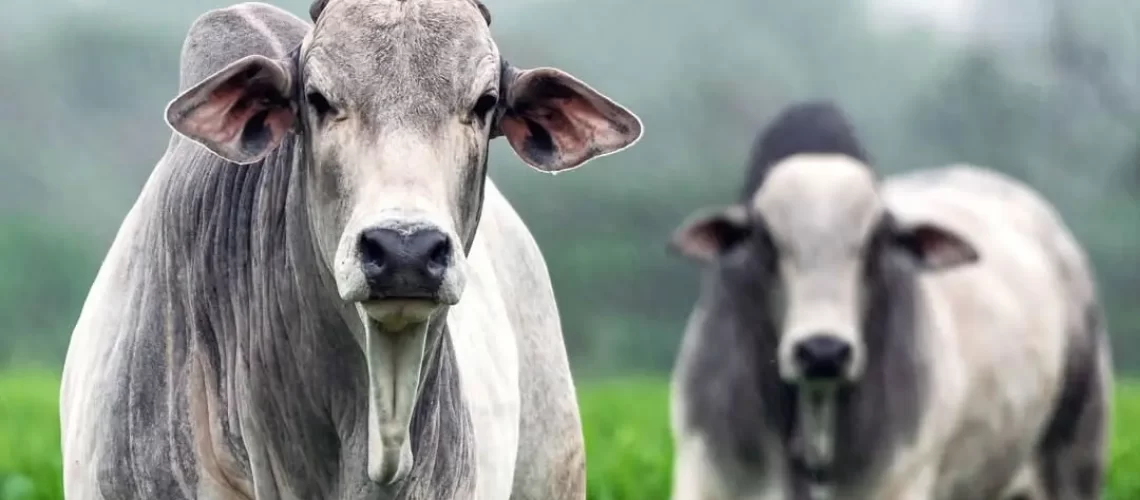 boiada-nelore-pasto-pastagem-