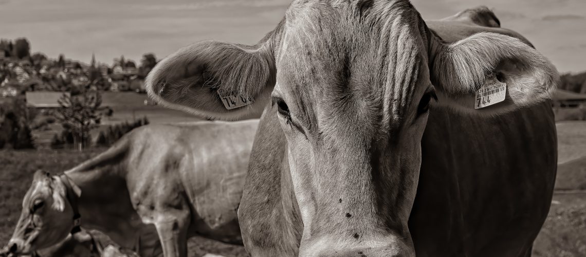 brown cow on brown field