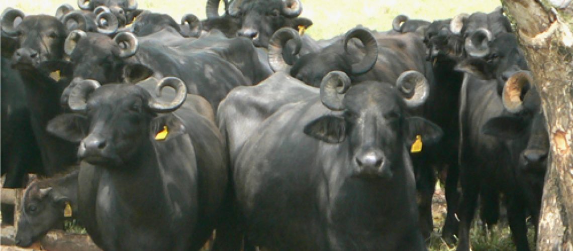 bubalinos