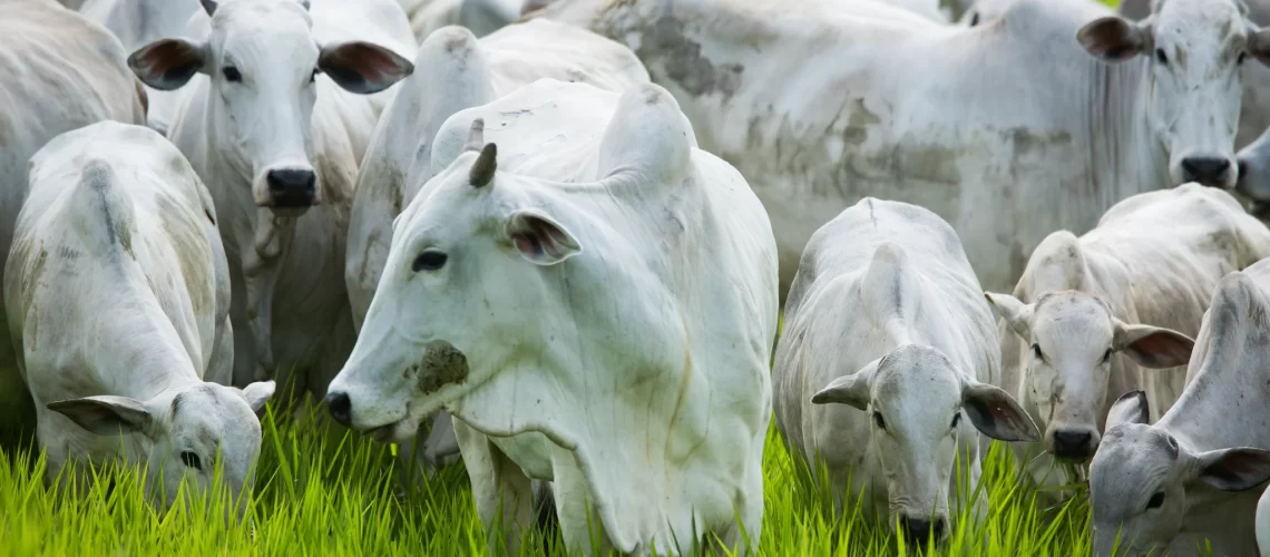 c118decf9e5e00852de66e3c5c485935