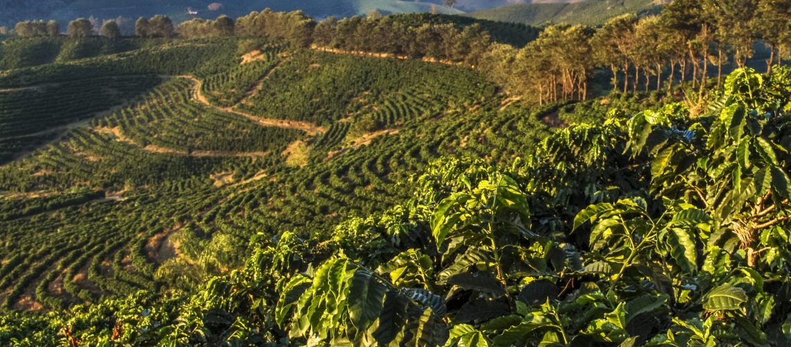 Coffe field in Minas Gerais State, Brazil