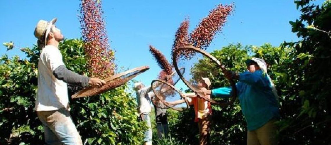 cafeterara.peneirandocafe