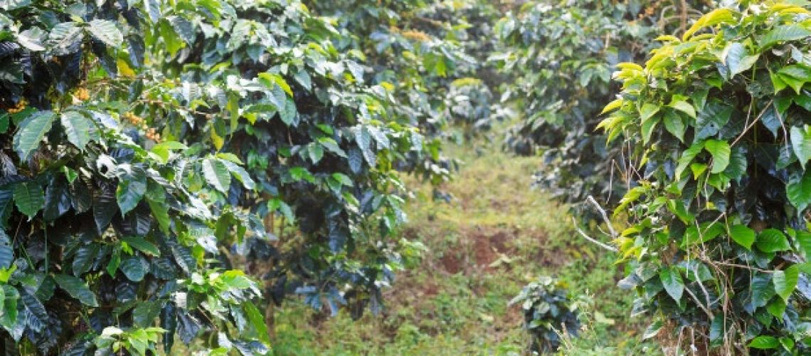 cafezal_38810-5103