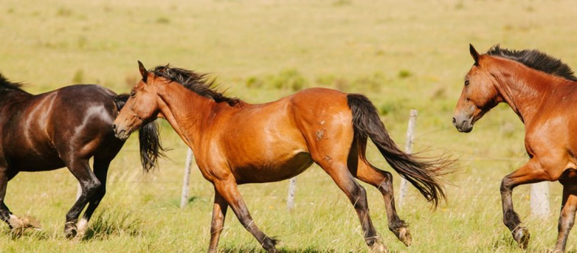 cavalos