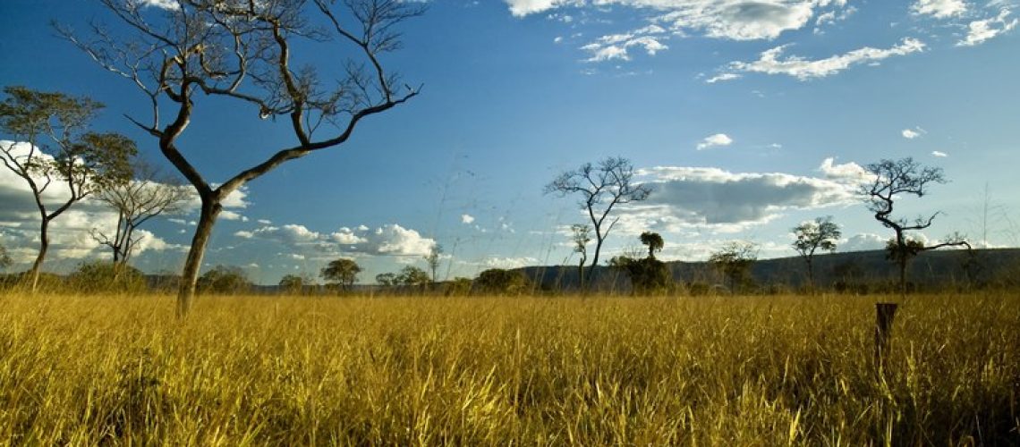 cerrado