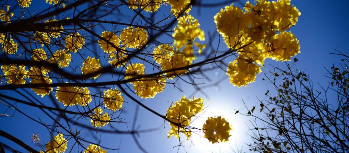 Floradas de ipês-amarelos  florecem em  Brasília