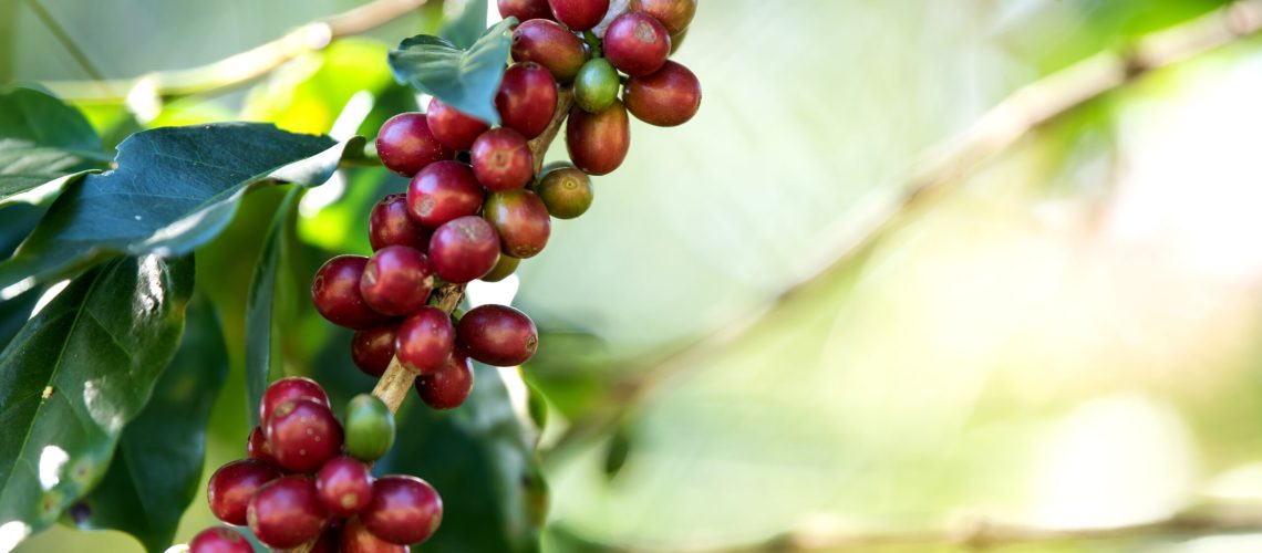 Coffee bean berry ripening on coffee farm