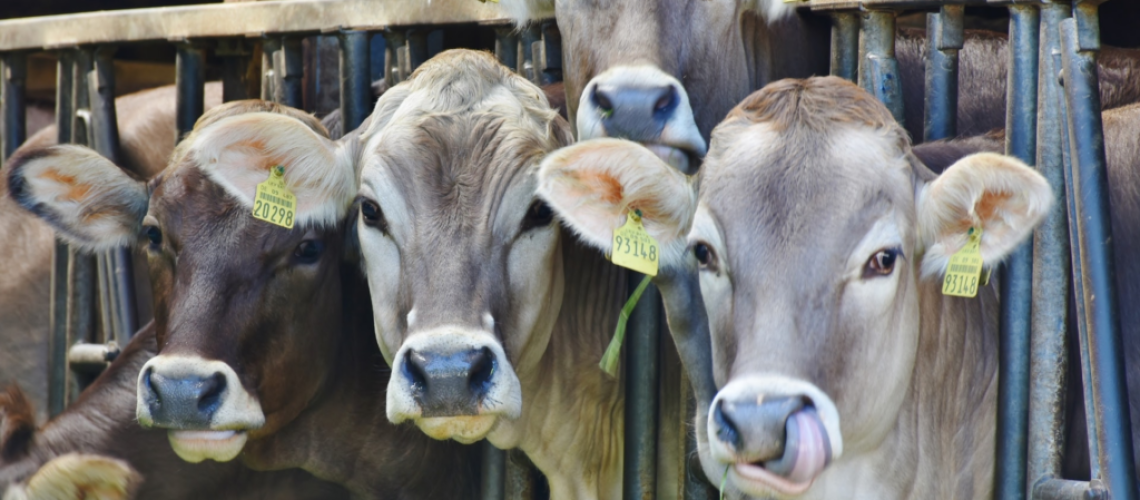 como-a-rastreabilidade-bovina-impulsiona-o-mercado-de-exportacao-de-carne-bovina-do-brasil-1024x809