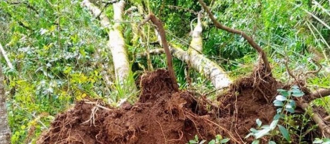 consema_aprova_reaproveitamento_das_madeiras_das_arvores_derrubadas_pelos_tornados_20200825_1448401134