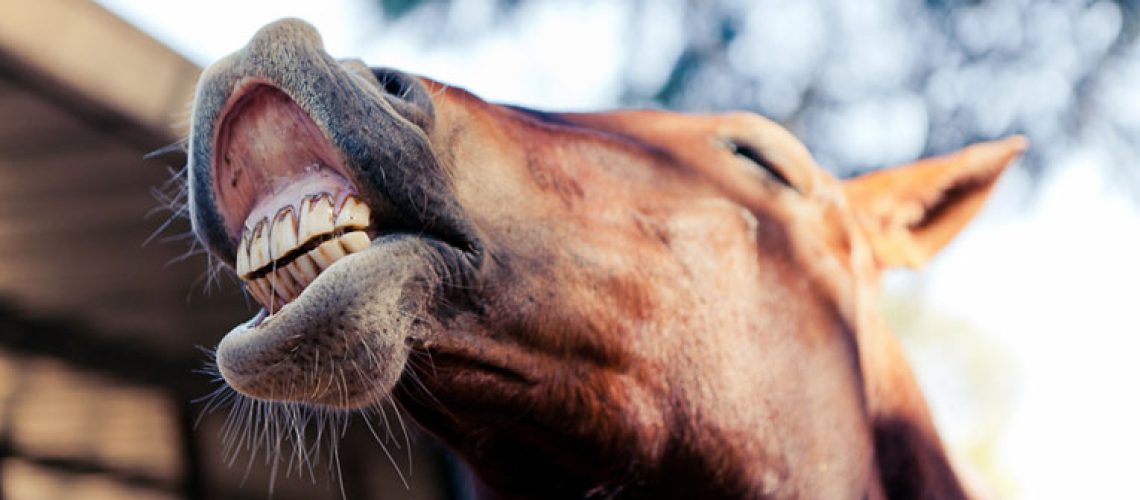 denticao-cavalos-1