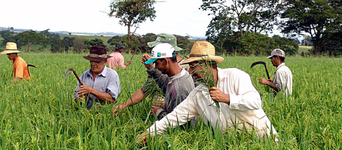dia de campo