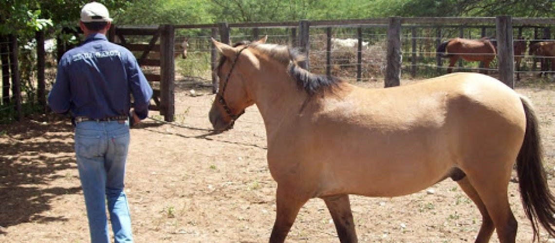 domador de cavalos