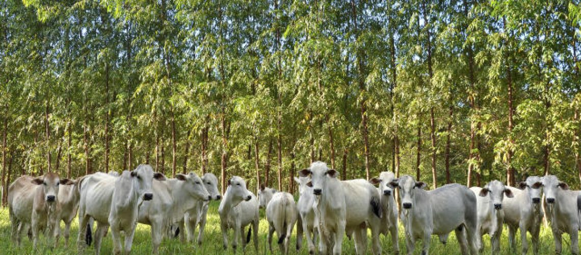eco-ilpf-embrapa