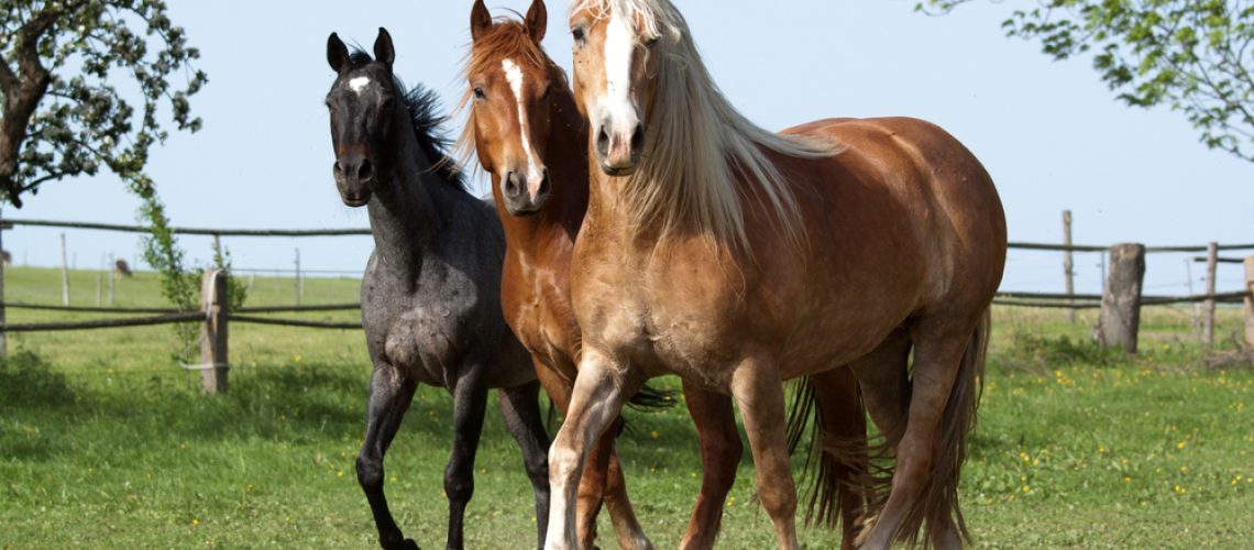 equinos