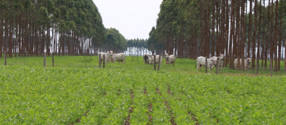 fazenda