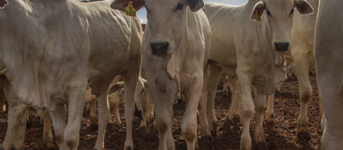 fazenda3r__070